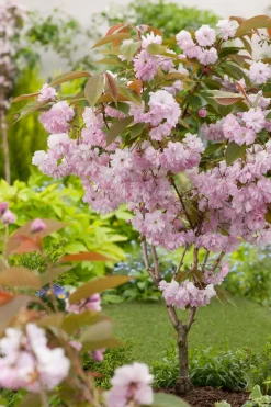 Intratuin Japanische Blütenkirsche (Prunus serrulata 'Kanzan') D 30 H 200 cm| Kirschlorbeer