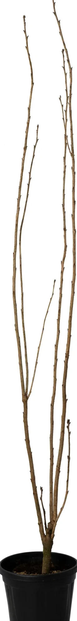 Intratuin Japanische Blütenkirsche (Prunus serrulata 'Amanogawa')| Kirschlorbeer