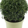 Intratuin Japanische Stechpalme (Ilex crenata 'Glory Gem') D 23 H 28 cm| Immergrüne Pflanzen|Winterharte Pflanzen