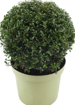 Intratuin Japanische Stechpalme (Ilex crenata 'Glory Gem') D 23 H 28 cm| Immergrüne Pflanzen|Winterharte Pflanzen