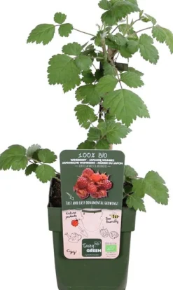 Intratuin Japanische Weinbeere (Rubus phoenicolasius) H 45 cm| Obstbäume & -Sträucher|Obstbäume & -Sträucher