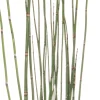 Intratuin Japanischer Schachtelhalm (Equisetum japonicum) D 9 H 20 cm| Winterharte Pflanzen|Mehrjährige Pflanzen