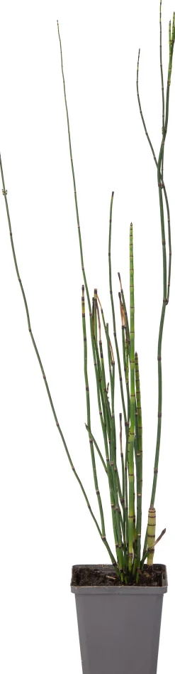 Intratuin Japanischer Schachtelhalm (Equisetum japonicum) D 9 H 20 cm| Winterharte Pflanzen|Mehrjährige Pflanzen
