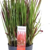 Intratuin Japanisches Blutgras (Imperata cylindrica 'Red Baron') D 19 H 30 cm| Immergrüne Pflanzen|Winterharte Pflanzen