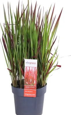 Intratuin Japanisches Blutgras (Imperata cylindrica 'Red Baron') D 19 H 30 cm| Immergrüne Pflanzen|Winterharte Pflanzen