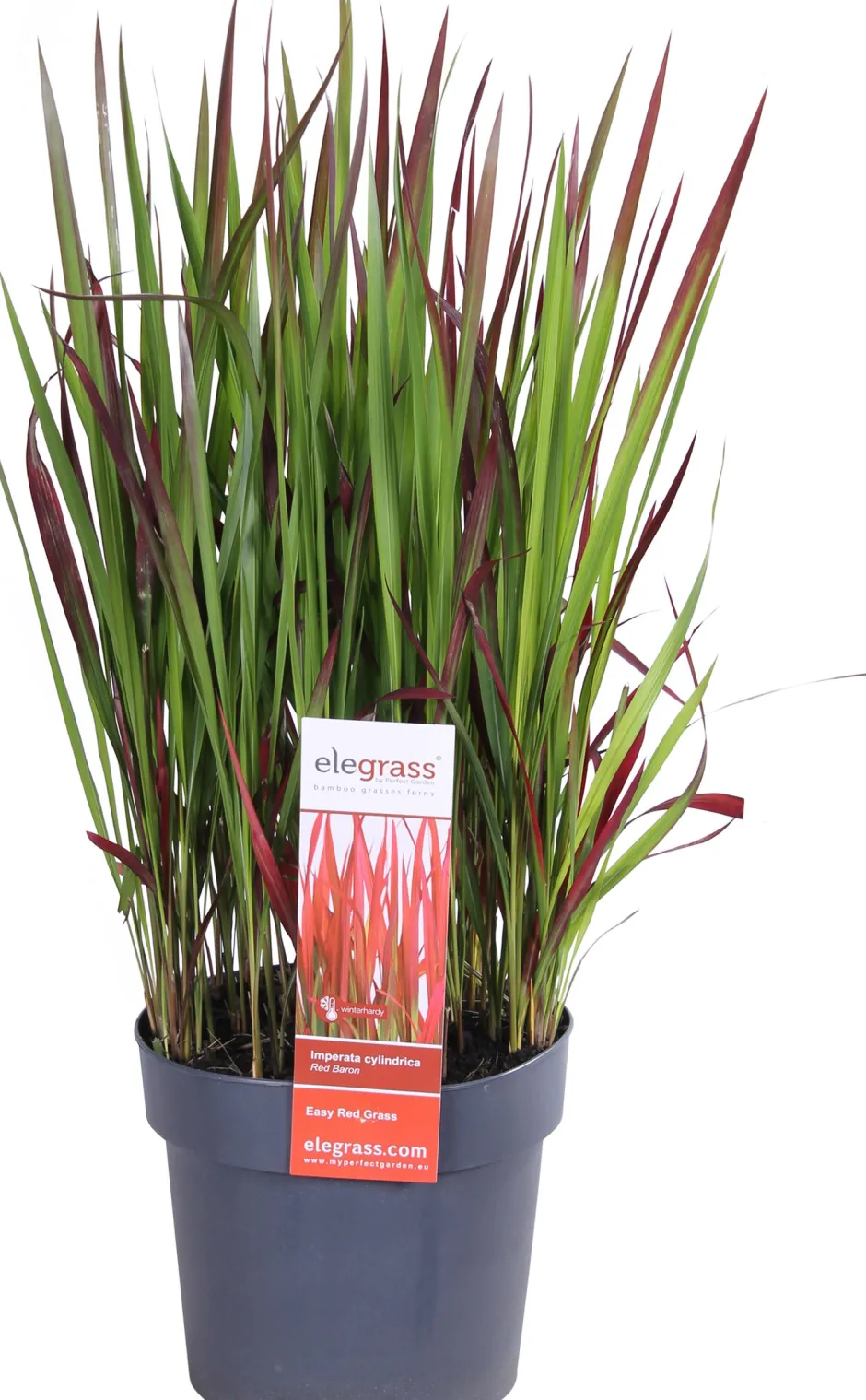Intratuin Japanisches Blutgras (Imperata cylindrica 'Red Baron') D 19 H 30 cm| Immergrüne Pflanzen|Winterharte Pflanzen