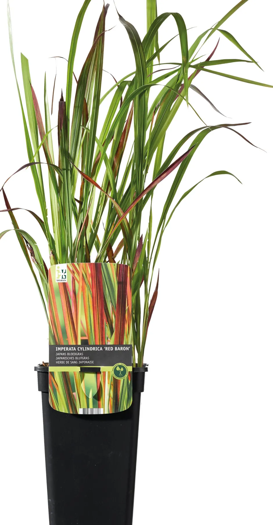 Intratuin Japanisches Blutgras (Imperata cylindrica 'Red Baron') D 19 H 50 cm| Winterharte Pflanzen|Mehrjährige Pflanzen