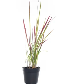 Intratuin Japanisches Blutgras (Imperata cylindrica 'Red Baron') D 17 H 40 cm| Winterharte Pflanzen|Mehrjährige Pflanzen