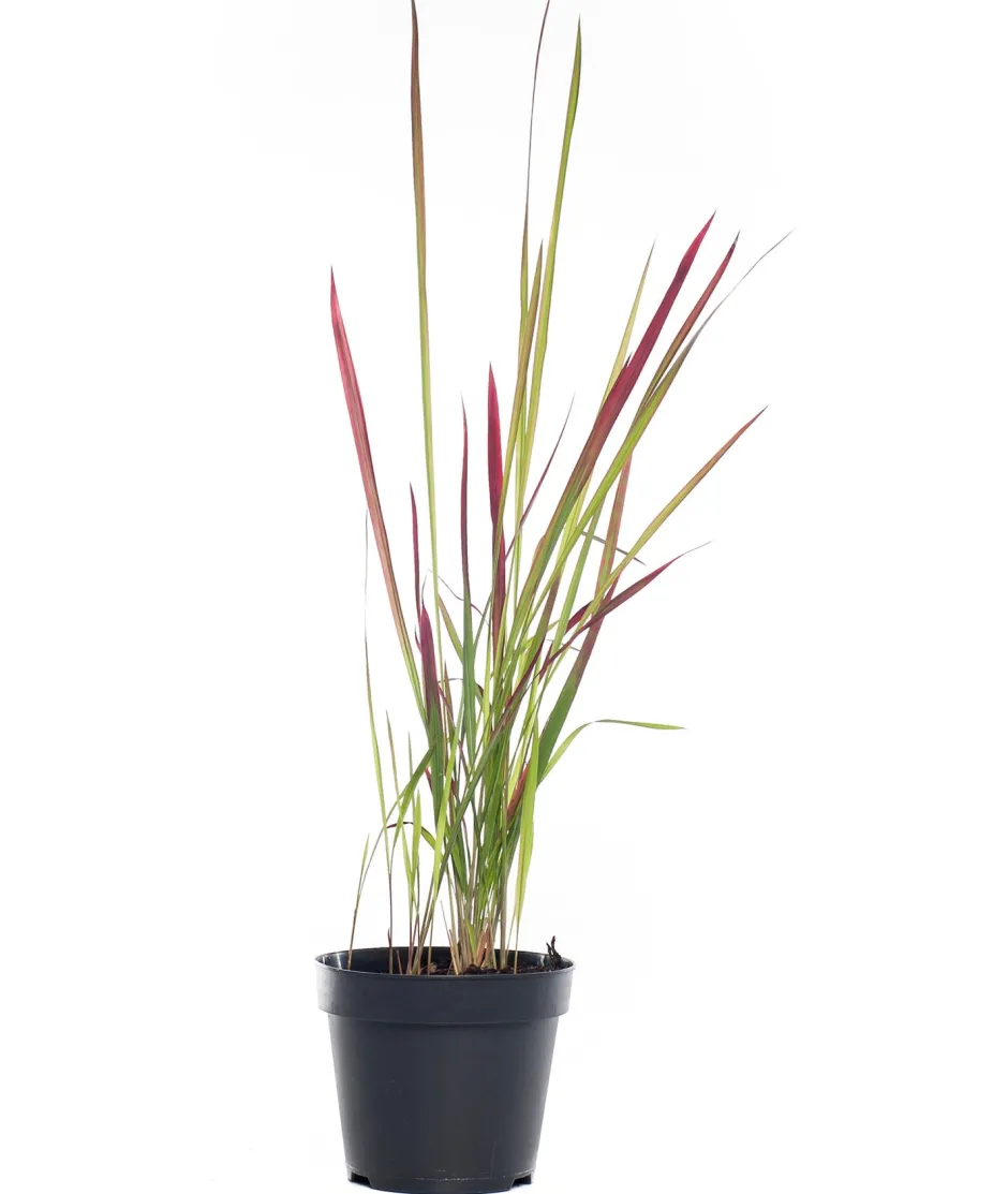 Intratuin Japanisches Blutgras (Imperata cylindrica 'Red Baron') D 17 H 40 cm| Winterharte Pflanzen|Mehrjährige Pflanzen
