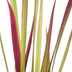 Intratuin Japanisches Blutgras (Imperata cylindrica 'Red Baron') D 17 H 40 cm| Winterharte Pflanzen|Mehrjährige Pflanzen