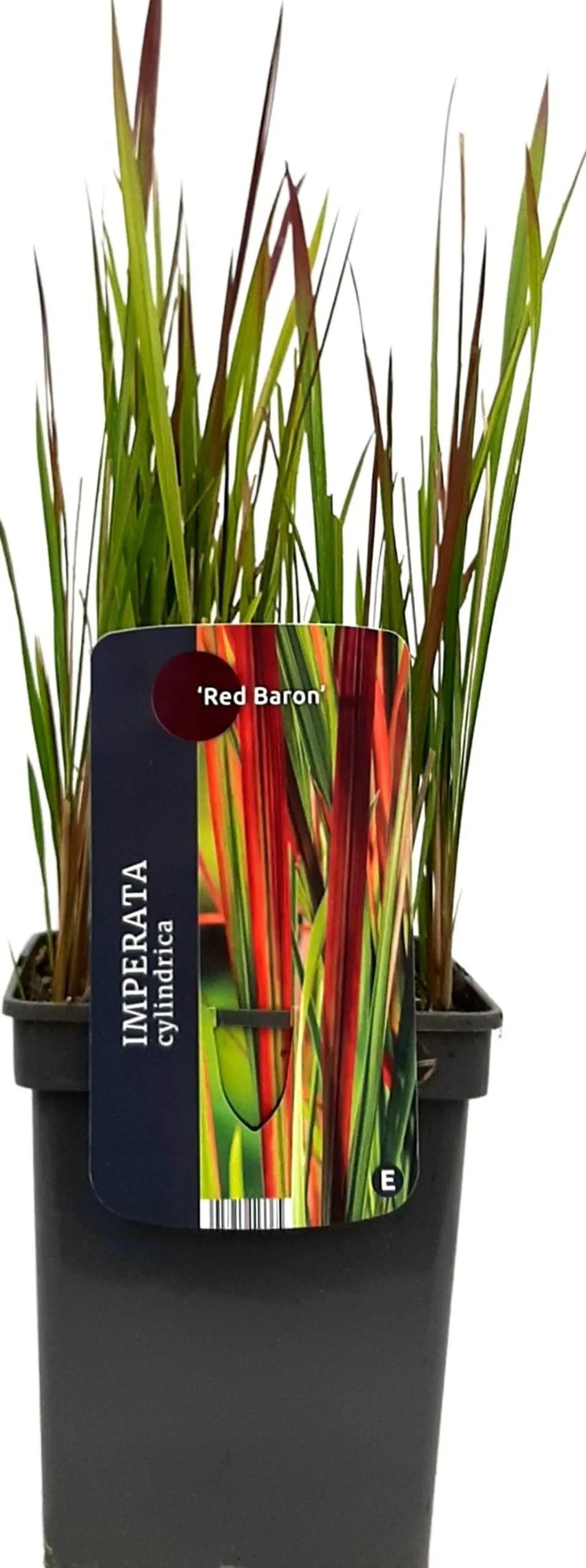 Intratuin Japanisches Blutgras (Imperata cylindrica 'Red Baron') D 23 H 40 cm| Winterharte Pflanzen|Mehrjährige Pflanzen