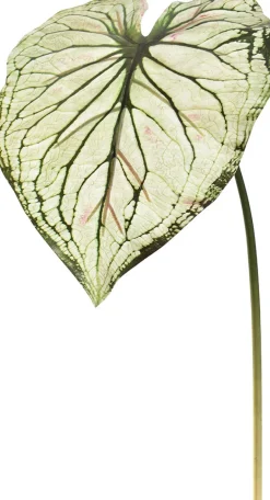 Intratuin Jasaco Kunstzweig Kaladie hellgrün 113 cm| Künstliche Deko-Zweige