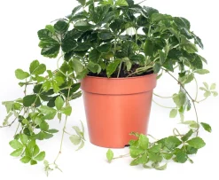 Intratuin Jungfernrebe (Parthenocissus 'Striata') D 12 H 20 cm| Kleine Zimmerpflanzen|Für Schatten