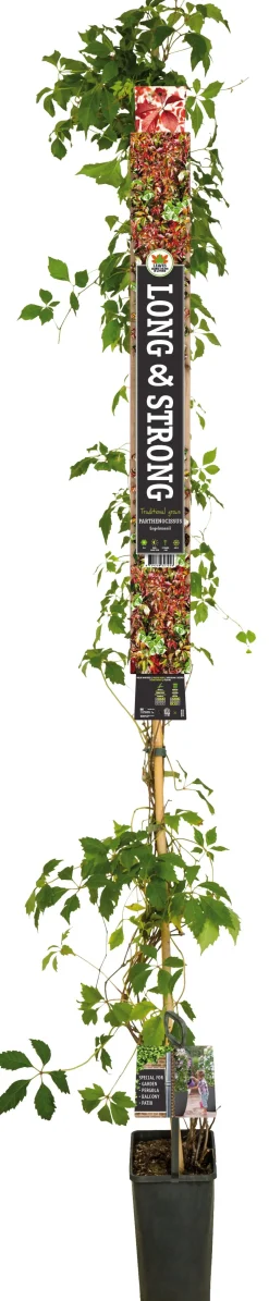 Intratuin Jungfernrebe (Parthenocissus 'Engelmannii') D 23 H 210 cm| Kletterpflanzen|Winterharte Pflanzen