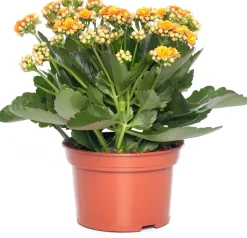 Intratuin Kalanchoe (Kalanchoe 'Queen') orange D 14 H 26 cm| Kleine Zimmerpflanzen|Für Sonne
