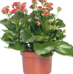 Intratuin Kalanchoe (Kalanchoe 'Queen') rot D 14 H 26 cm| Kleine Zimmerpflanzen|Für Sonne