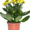 Intratuin Kalanchoe (Kalanchoe 'Queen') gelb D 14 H 26 cm| Kleine Zimmerpflanzen|Für Sonne