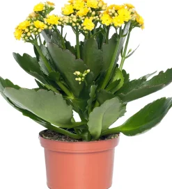 Intratuin Kalanchoe (Kalanchoe 'Queen') gelb D 14 H 26 cm| Kleine Zimmerpflanzen|Für Sonne