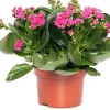 Intratuin Kalanchoe (Kalanchoe 'Queen') lila D 14 H 26 cm| Kleine Zimmerpflanzen|Für Sonne