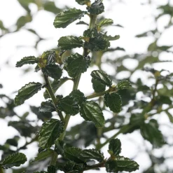 Intratuin Kalifornischer Flieder (Ceanothus thyrsiflorus var. repens) D 17 H 20 cm| Blühende Pflanzen|Immergrüne Pflanzen