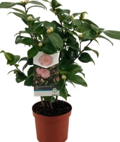 Intratuin Kamelie (Camellia japonica 'Nuccio's Cameo') D 19 H 55 cm| Blühende Pflanzen|Immergrüne Pflanzen