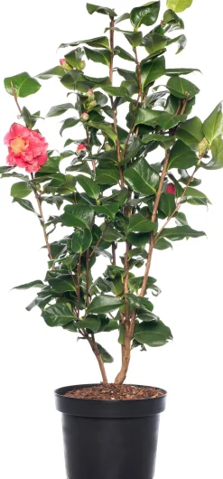 Intratuin Kamelie (Camellia japonica) D 15 H 40 cm| Blühende Pflanzen|Immergrüne Pflanzen