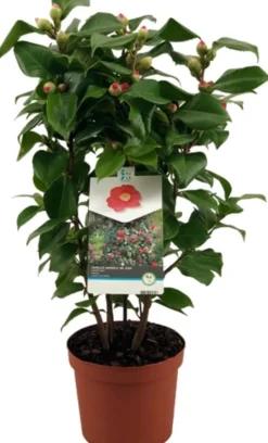 Intratuin Kamelie (Camellia japonica 'Doctor King') D 19 H 55 cm| Immergrüne Pflanzen|Blühende Pflanzen