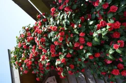 Intratuin Kamelie (Camellia reticulata 'Mary Williams') D 19 H 55 cm| Blühende Pflanzen|Immergrüne Pflanzen