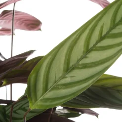 Intratuin Kamm-Marante (Ctenanthe setosa 'Compact Star') D 21 H 100 cm| Luftreinigende Pflanzen|Große Pflanzen