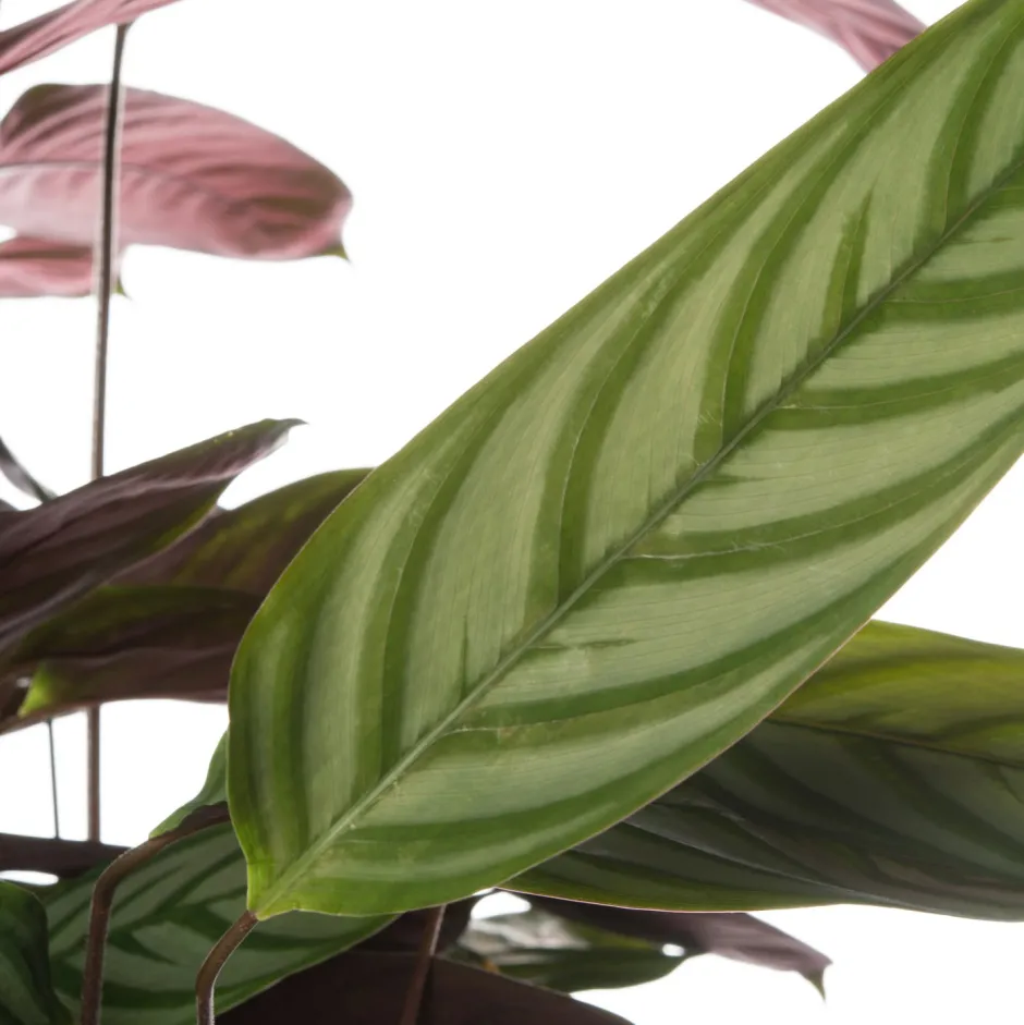 Intratuin Kamm-Marante (Ctenanthe setosa 'Compact Star') D 21 H 100 cm| Luftreinigende Pflanzen|Große Pflanzen