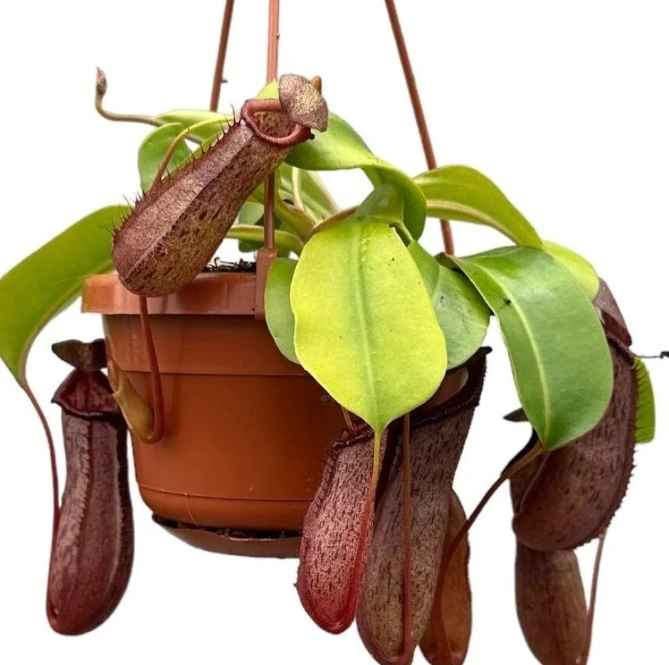 Intratuin Kannenpflanze im Hängetopf (Nepenthes alata 'Monkey Jars Rob') D 14 H 47 cm| Grünpflanzen|Fleischfressende Pflanzen
