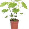Intratuin Kapländische Zimmerlinde (Sparmannia africana) D 17 H 45 cm| Grünpflanzen