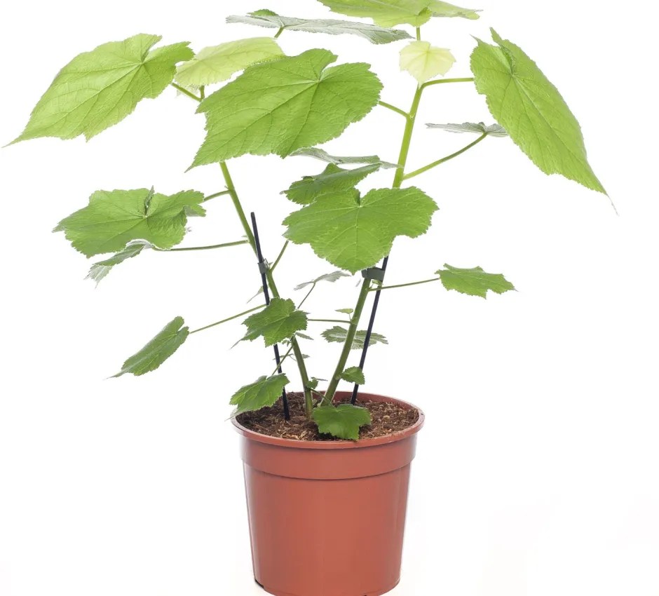 Intratuin Kapländische Zimmerlinde (Sparmannia africana) D 17 H 45 cm| Grünpflanzen