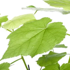 Intratuin Kapländische Zimmerlinde (Sparmannia africana) D 17 H 45 cm| Grünpflanzen