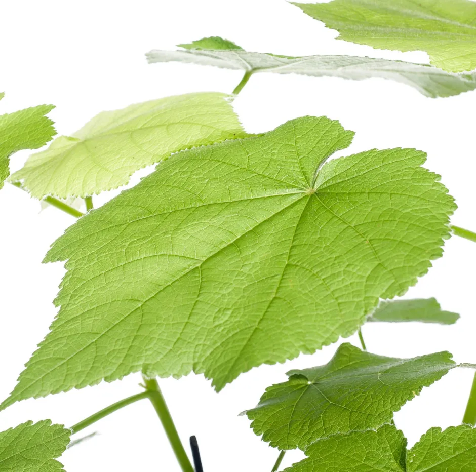 Intratuin Kapländische Zimmerlinde (Sparmannia africana) D 17 H 45 cm| Grünpflanzen