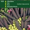 Intratuin Kapuziner-Erbsen (Pisum sativum 'Ezetha') Samen| Gemüsesamen|Saatgut