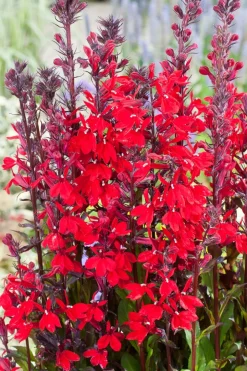 Intratuin Kardinals-Lobelie (Lobelia cardinalis) D 9 H 20 cm| Blühende Pflanzen|Teichpflanzen