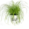 Intratuin Katzengras (Cyperus alternifolius 'Zumula') D 12 cm H 30 cm| Katzensnacks & Leckerlies