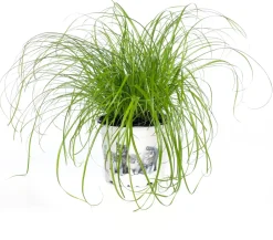 Intratuin Katzengras (Cyperus alternifolius 'Zumula') D 12 cm H 30 cm| Katzensnacks & Leckerlies