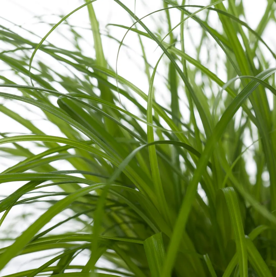 Intratuin Katzengras (Cyperus alternifolius 'Zumula') D 12 cm H 30 cm| Katzensnacks & Leckerlies