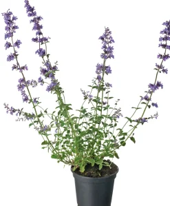 Intratuin Katzenminze (Nepeta faassenii) D 17 H 30 cm| Mehrjährige Pflanzen|Katzenminze
