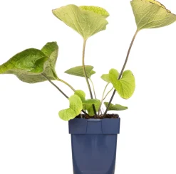 Intratuin Kaukasusvergissmeinnicht (Brunnera macrophylla) D 11 H 10 cm| Blühende Pflanzen|Winterharte Pflanzen