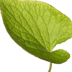 Intratuin Kaukasusvergissmeinnicht (Brunnera macrophylla) D 11 H 10 cm| Blühende Pflanzen|Winterharte Pflanzen