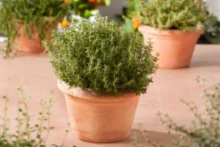 Intratuin Küchen-Thymian (Thymus Vulgaris 'Faustini')| Obst, Gemüse & Kräuter|Kräuterpflanzen