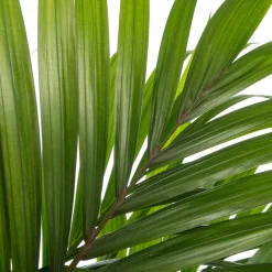Intratuin Kentia Palme (Howea forsteriana) D 24 H 160 cm| Große Pflanzen|Grünpflanzen