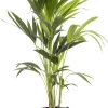 Intratuin Kentia Palme (Howea forsteriana) D 19 cm H 90 cm| Für Schatten|Große Pflanzen