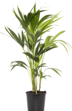 Intratuin Kentia Palme (Howea forsteriana) D 19 cm H 90 cm| Für Schatten|Große Pflanzen