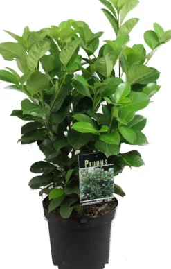 Intratuin Kirschlorbeer (Prunus laurocerasus 'Rotundifolia') D 17 H 40 cm| Immergrüne Pflanzen|Winterharte Pflanzen