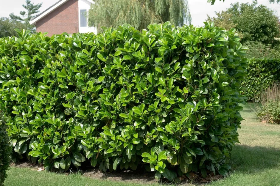 Intratuin Kirschlorbeer (Prunus laurocerasus 'Etna') PBR| Heckenpflanzen|Immergrüne Pflanzen