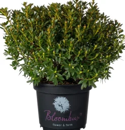 Intratuin Kleinblättriger Rhododendron (Rhododendron micranthum 'Bloombux') D 23 H 30 cm| Immergrüne Pflanzen|Winterharte Pflanzen